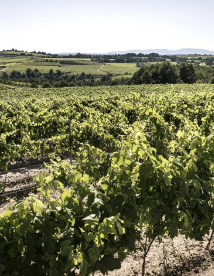 Crianza Process